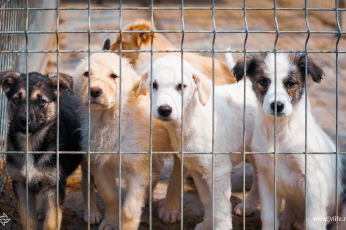 Что нужно знать о программе регулирования численности животных без владельцев